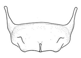   Anthidium maculifrons  male, diagram showing ventral view of sixth sternum (S6), diagram by Victor Gonzalez 
